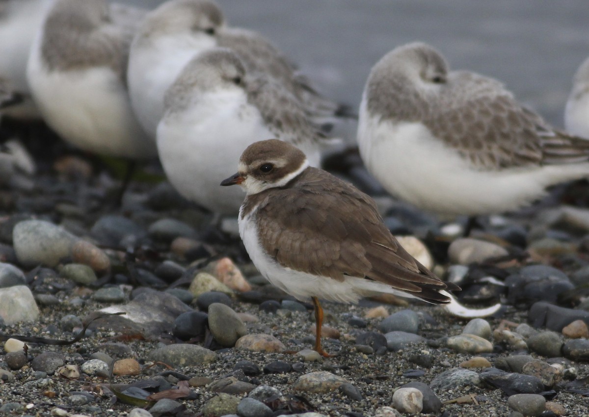 Semipalmated Plover - ML291491251