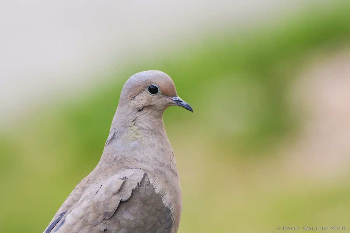 Mourning Dove - Davey Walters