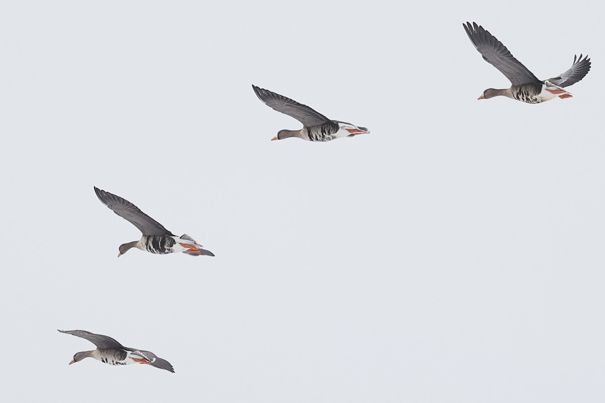 Greater White-fronted Goose - ML291495361