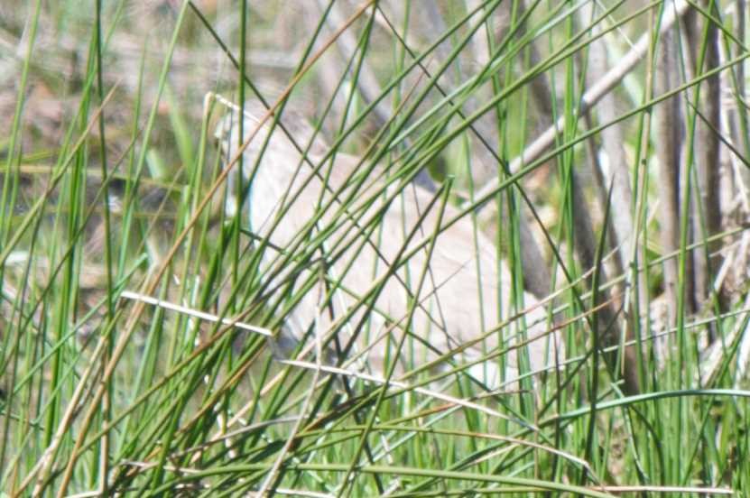 eBird Checklist 17 Apr 2011 Jug Bay Wetlands Sanctuary 14 species