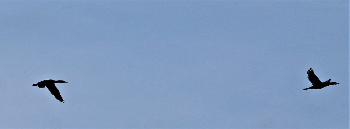Double-crested Cormorant - ML291499781