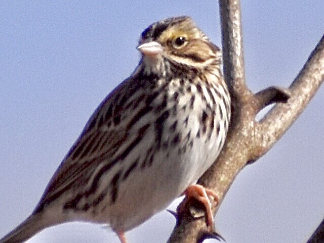 Savannah Sparrow - ML291508641