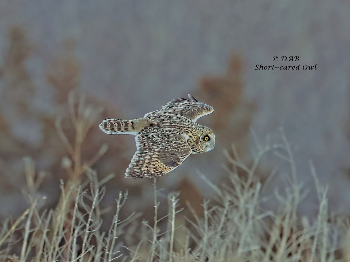Short-eared Owl - ML291509511