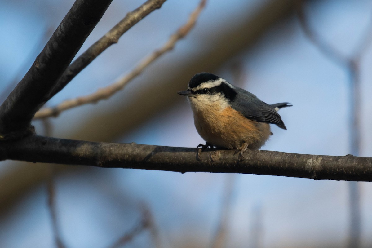 Red-breasted Nuthatch - ML291521411