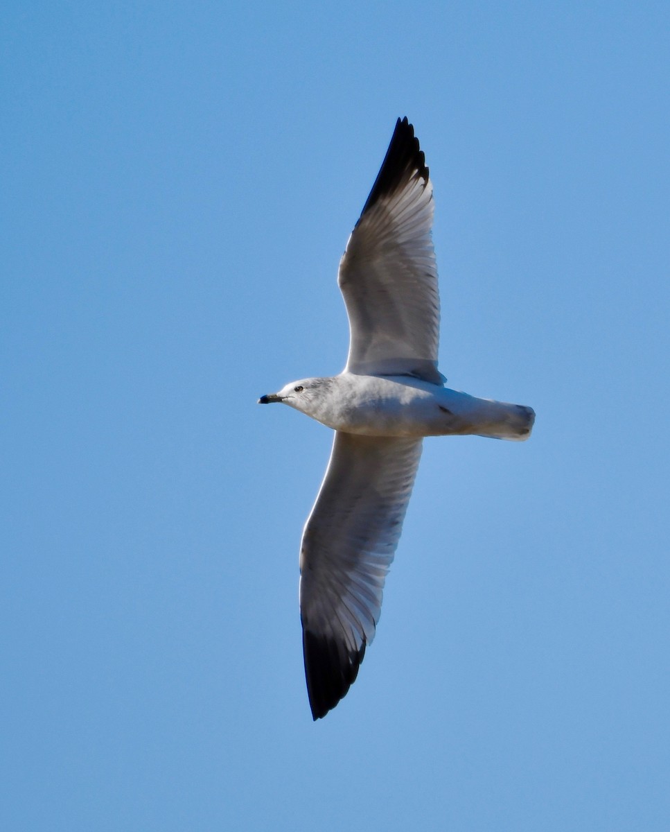 Ring-billed Gull - P Chappell