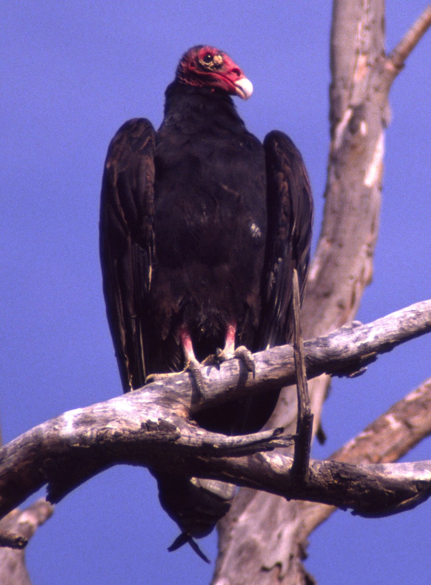 Turkey Vulture - Jacques Brisson