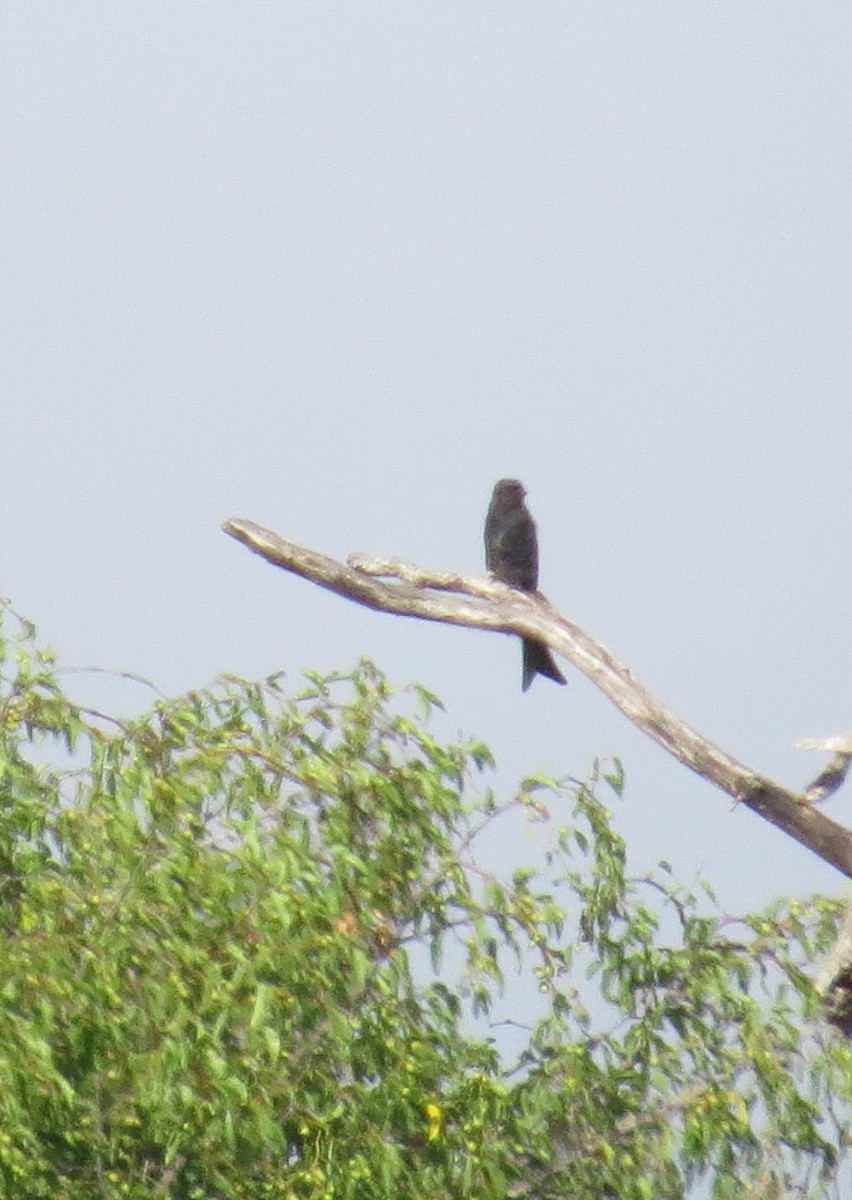 Fork-tailed Drongo - ML291534261