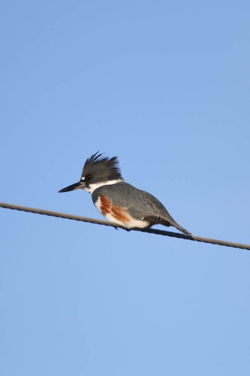 Belted Kingfisher - Robin Corcoran