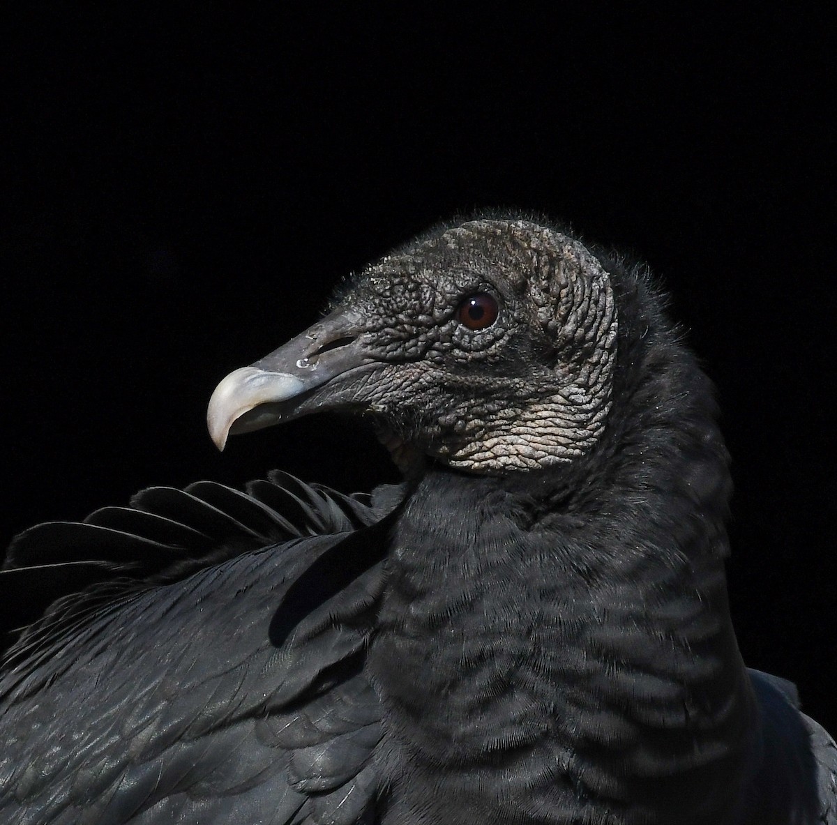 Black Vulture - ML291545721