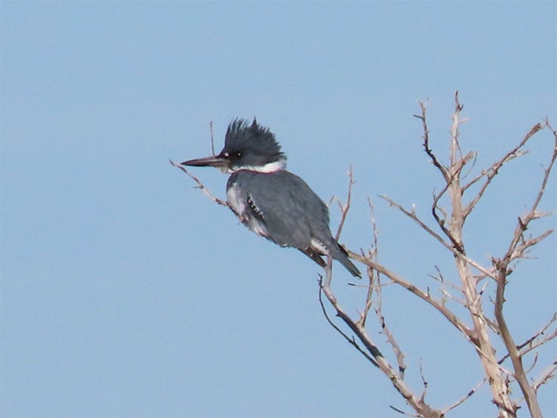Belted Kingfisher - ML291546871