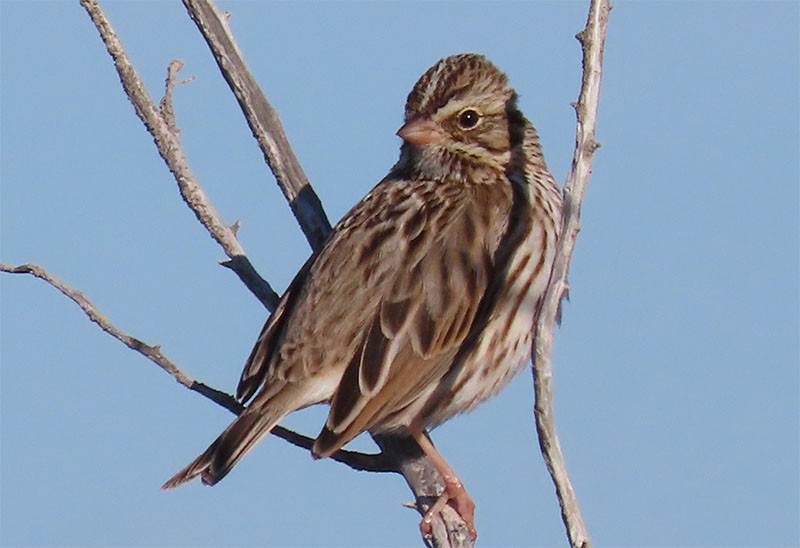 Savannah Sparrow - ML291547121