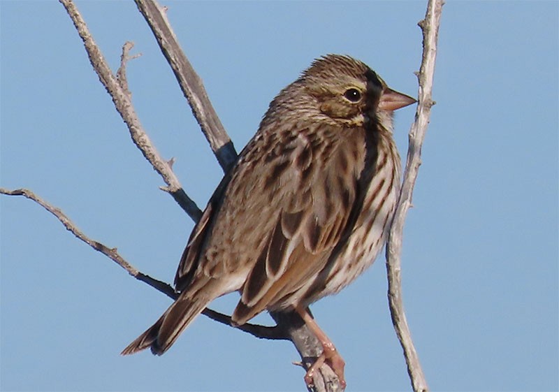 Savannah Sparrow - ML291547131