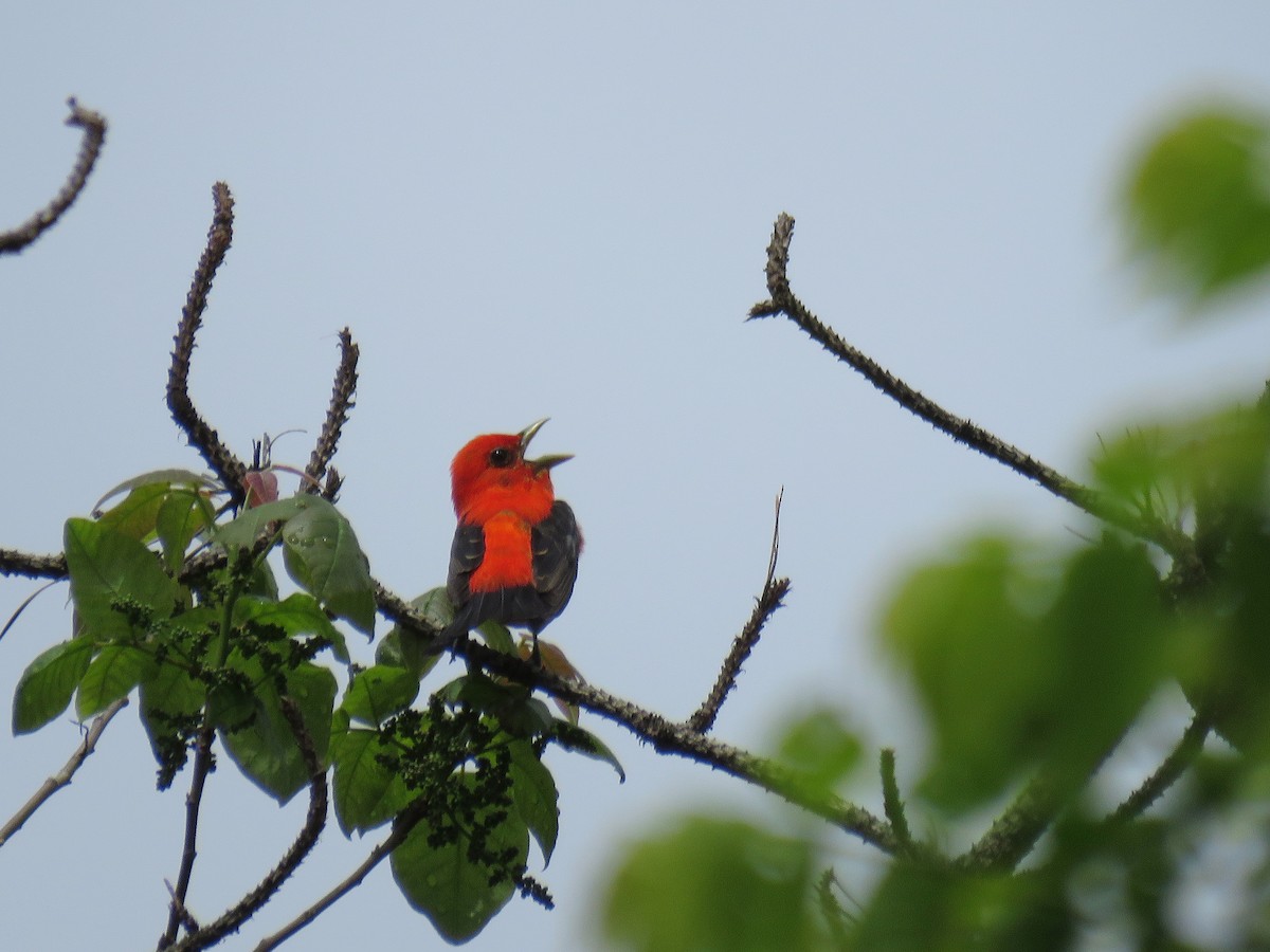 Scarlet Tanager - ML29154831