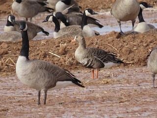 Greater White-fronted Goose, ML291550391