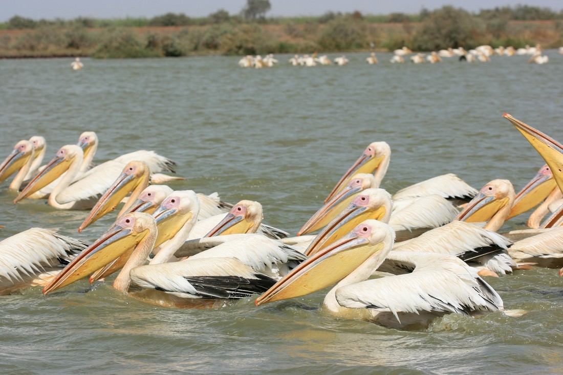 Great White Pelican - Adrien Mauss