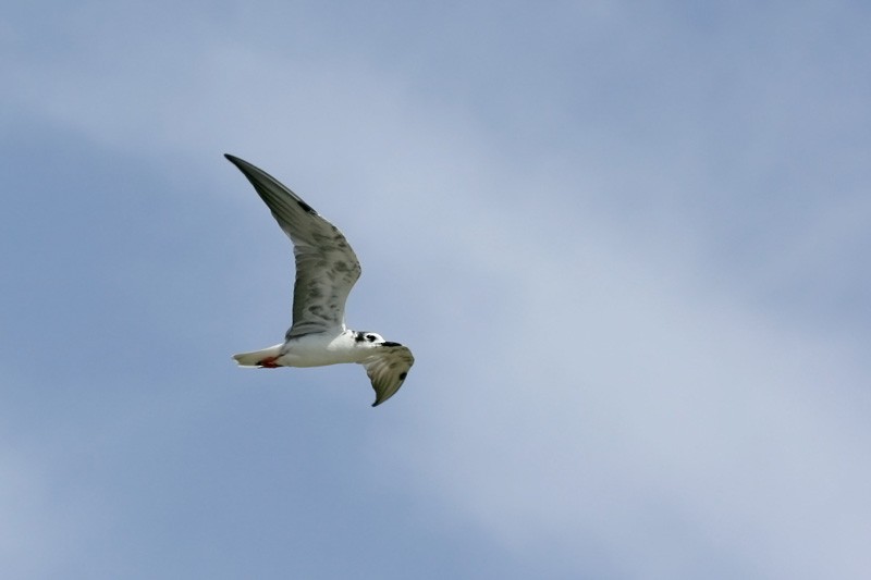 White-winged Tern - ML29155991