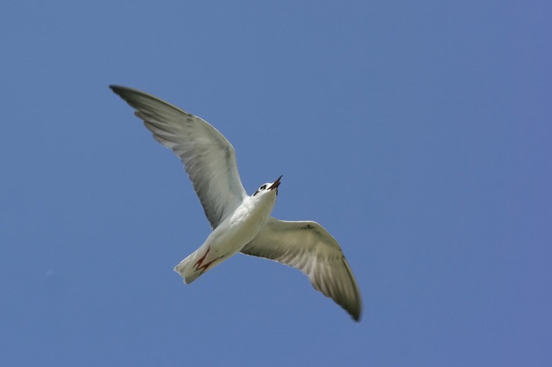 White-winged Tern - ML29156011