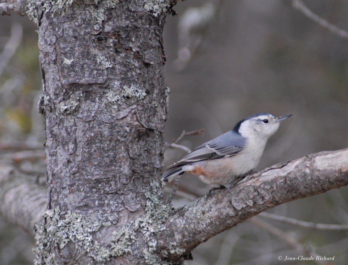 White-breasted Nuthatch - ML291560221