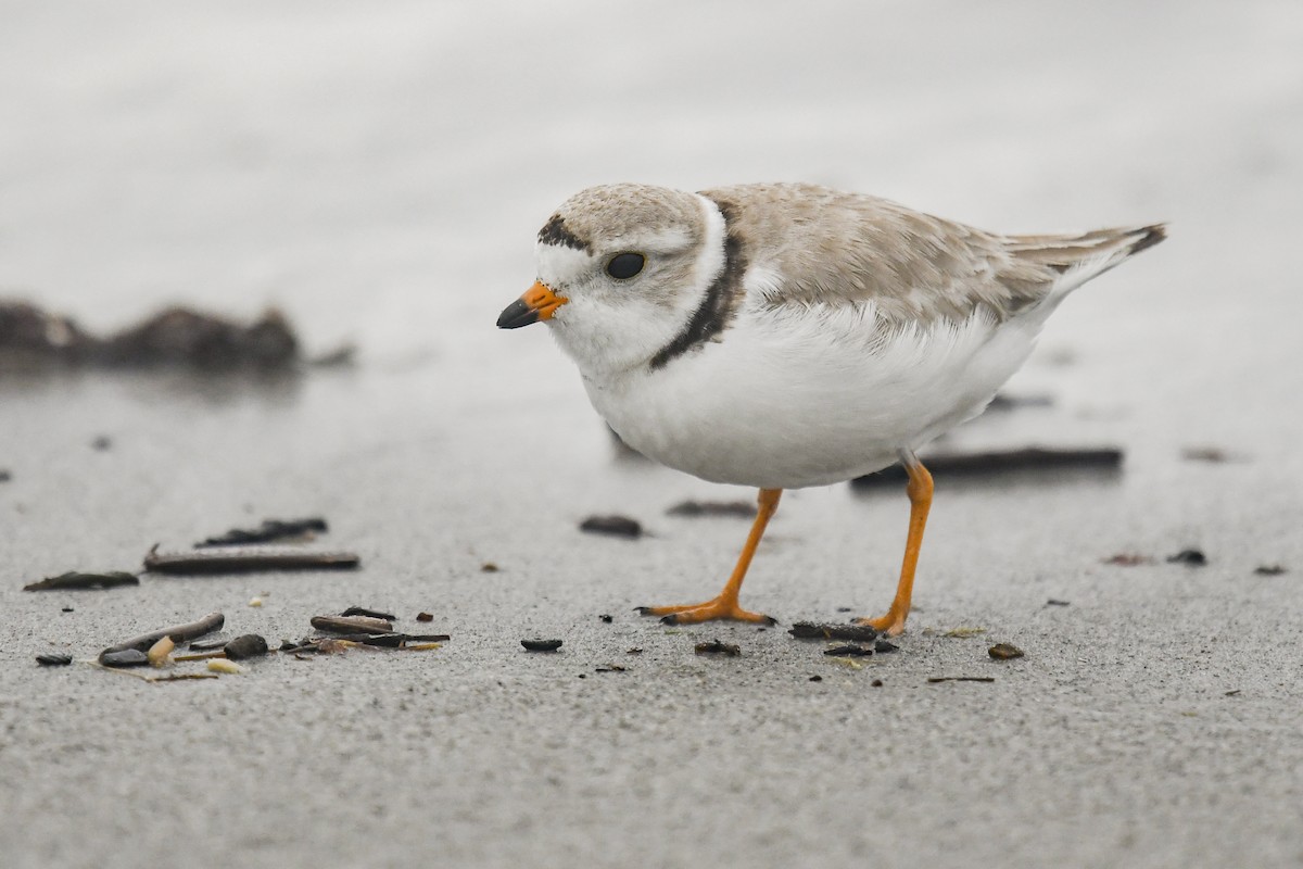 Piping Plover - ML291561091