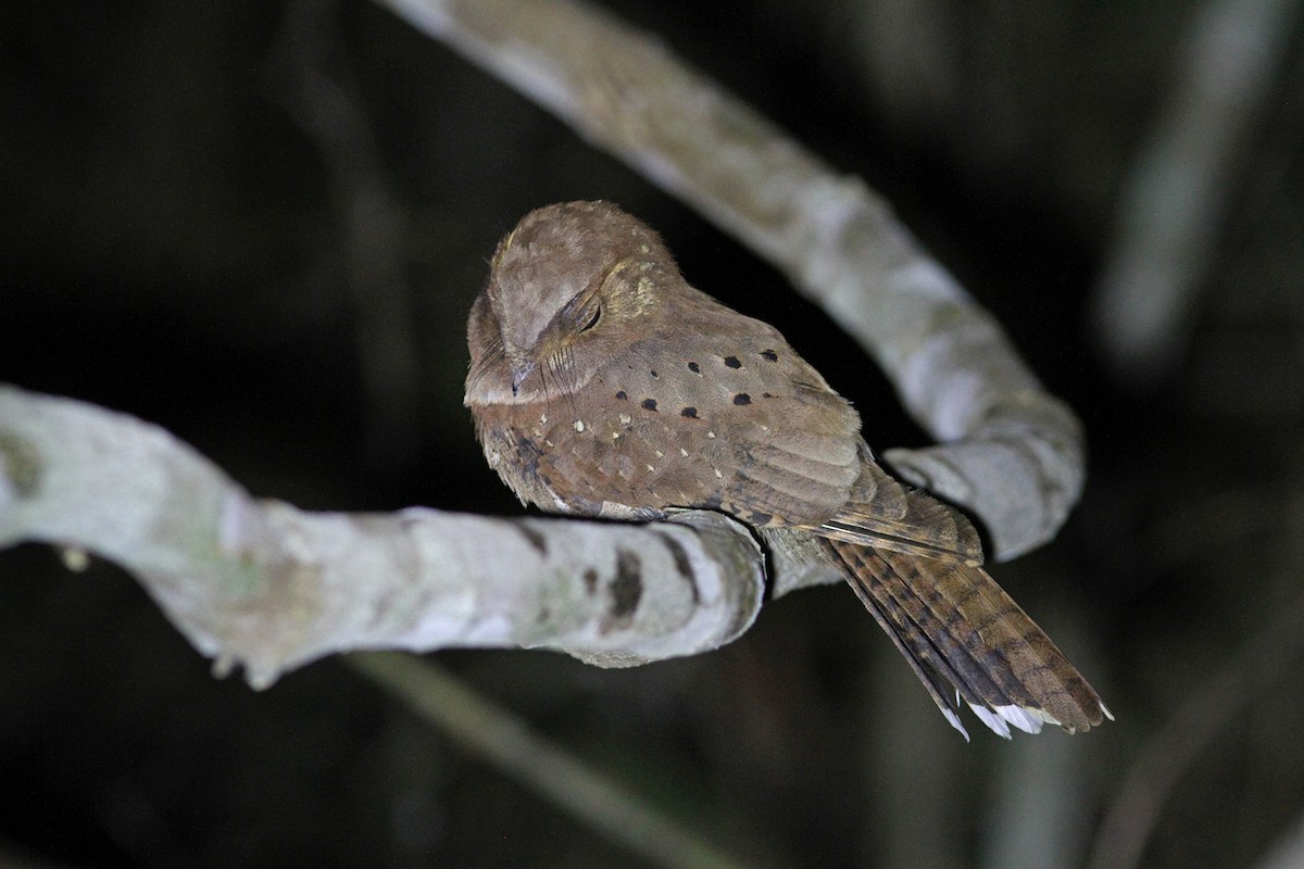 Ocellated Poorwill - ML291561271