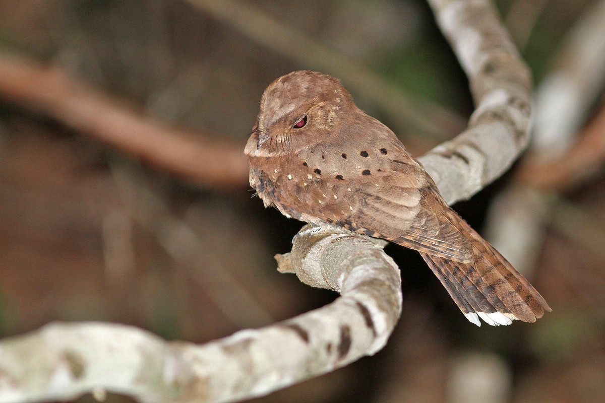 Ocellated Poorwill - Charley Hesse TROPICAL BIRDING