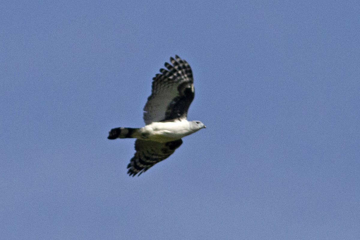 Gray-headed Kite - Charley Hesse TROPICAL BIRDING