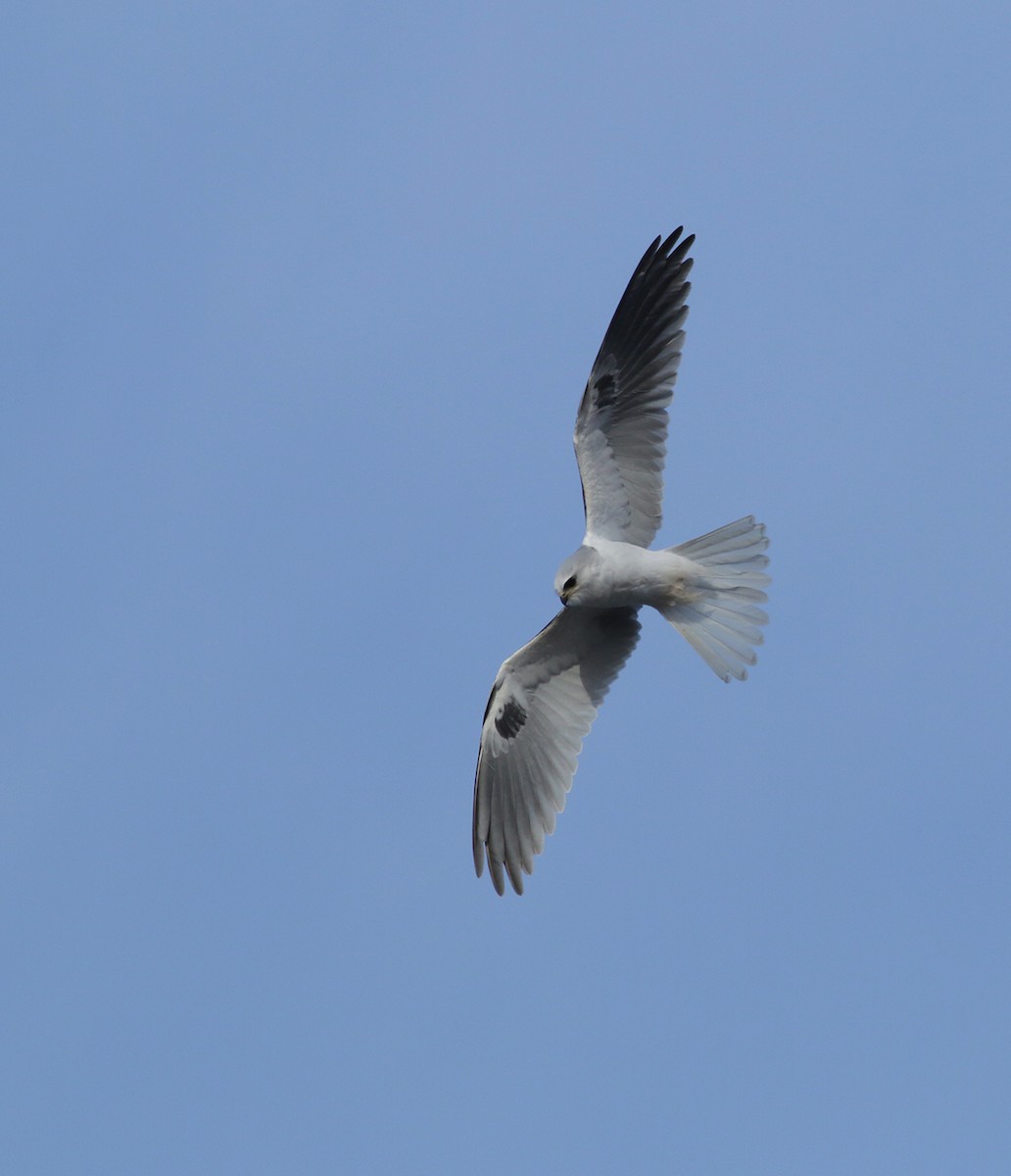 White-tailed Kite - ML291563991