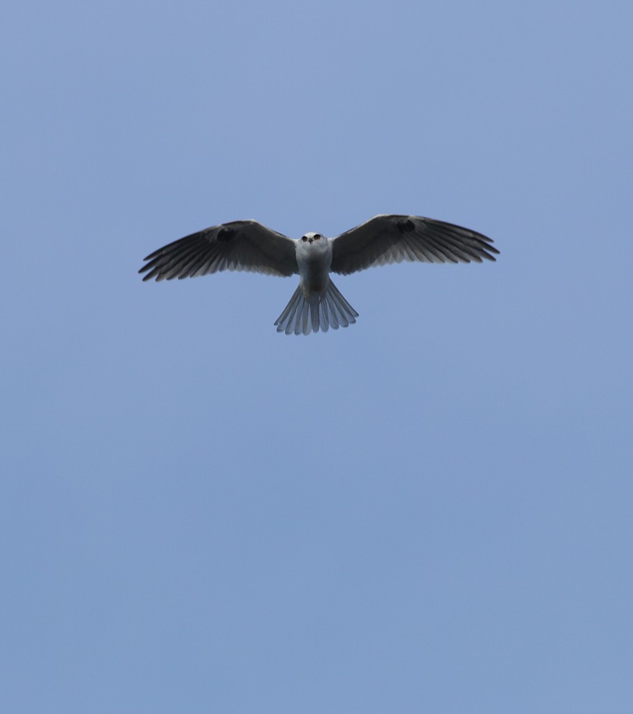 White-tailed Kite - ML291564031