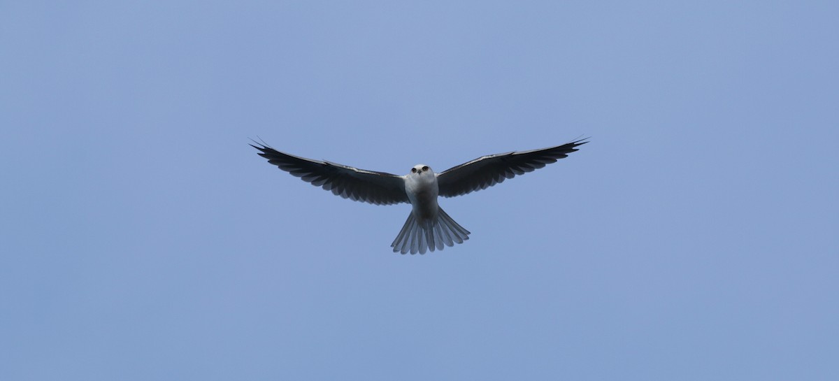 White-tailed Kite - ML291564041