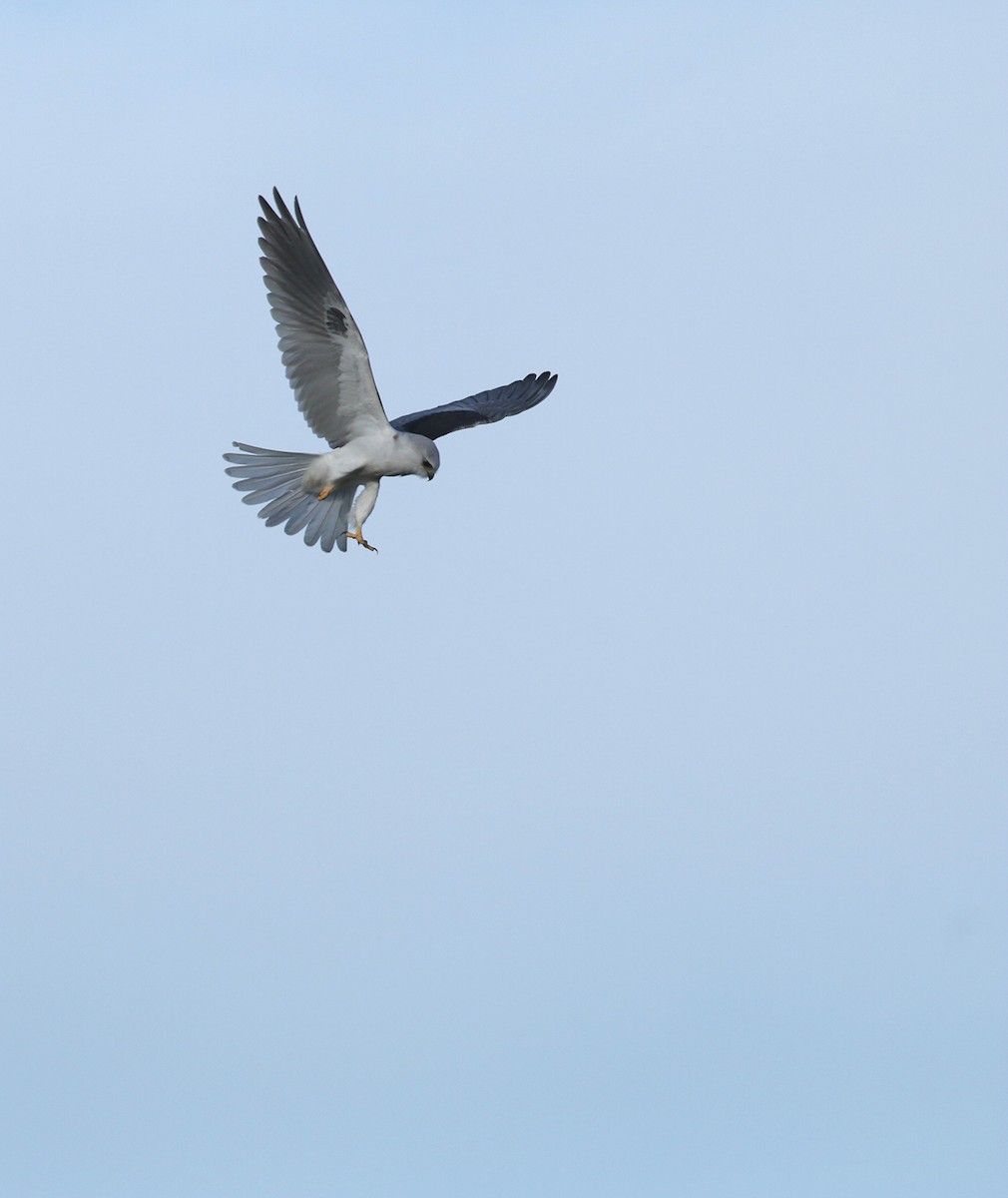 White-tailed Kite - ML291564051