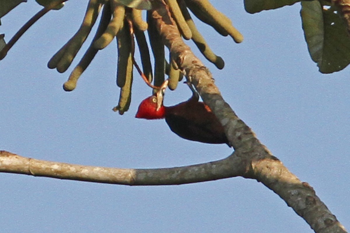 Red-necked Woodpecker - Charley Hesse TROPICAL BIRDING