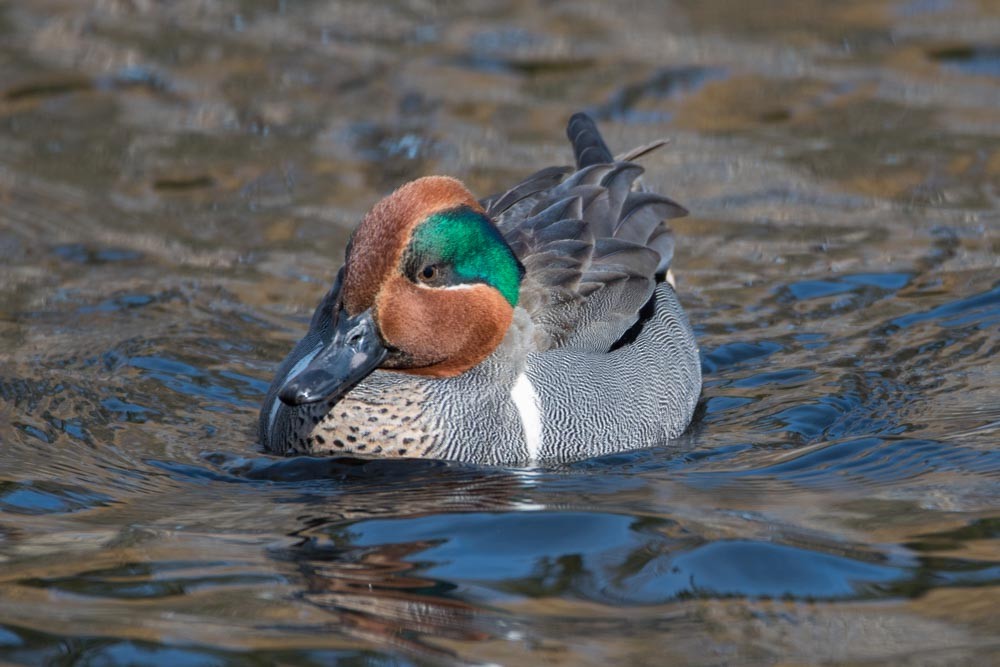 Green-winged Teal - ML291566881
