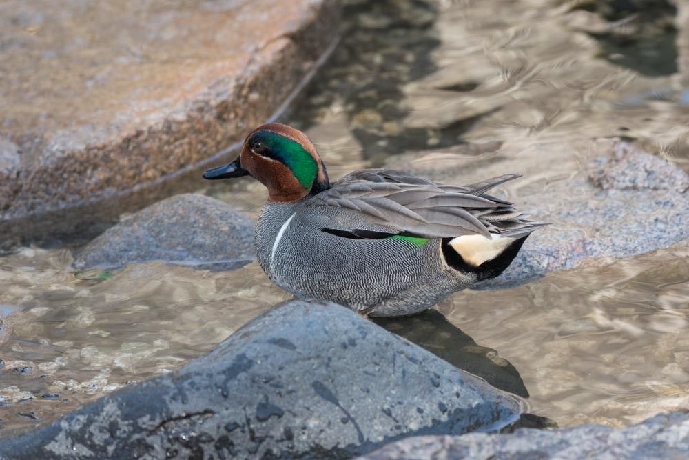 Green-winged Teal - ML291566911