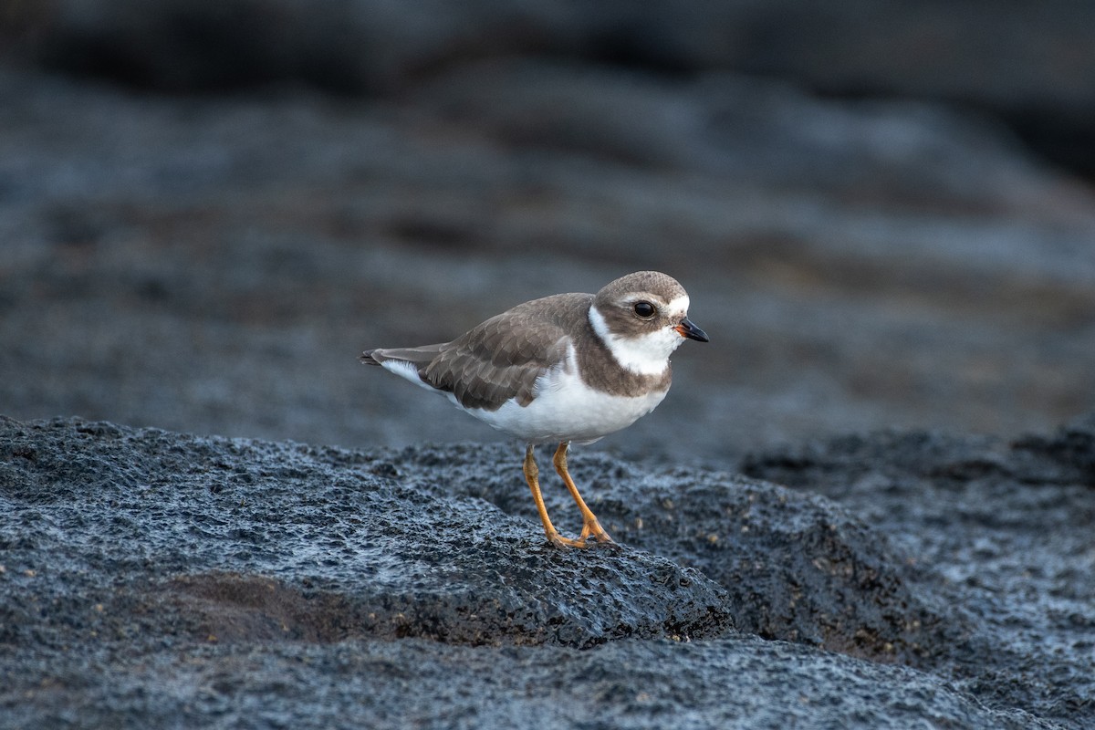 Semipalmated Plover - Alex Wang