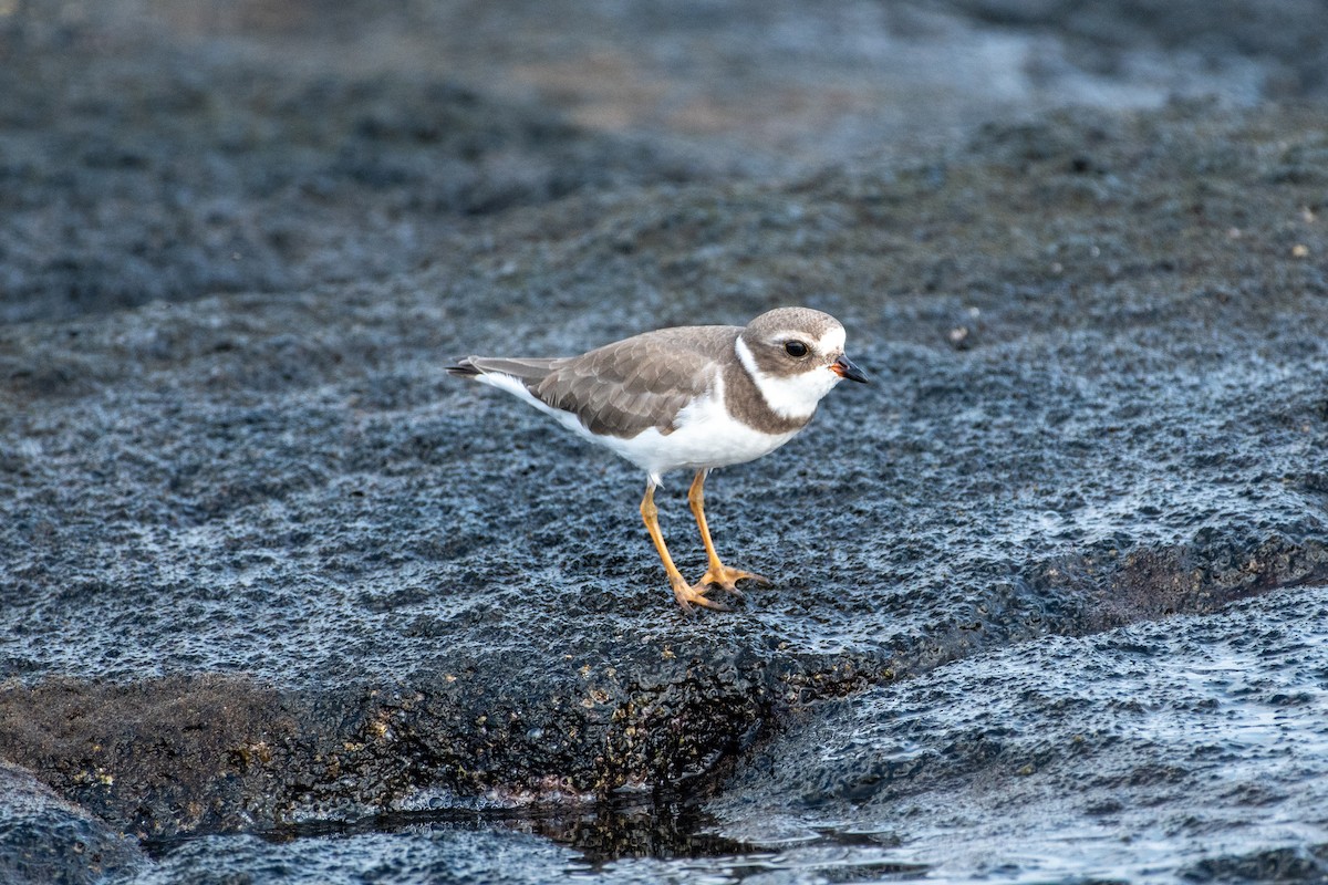Semipalmated Plover - ML291576321