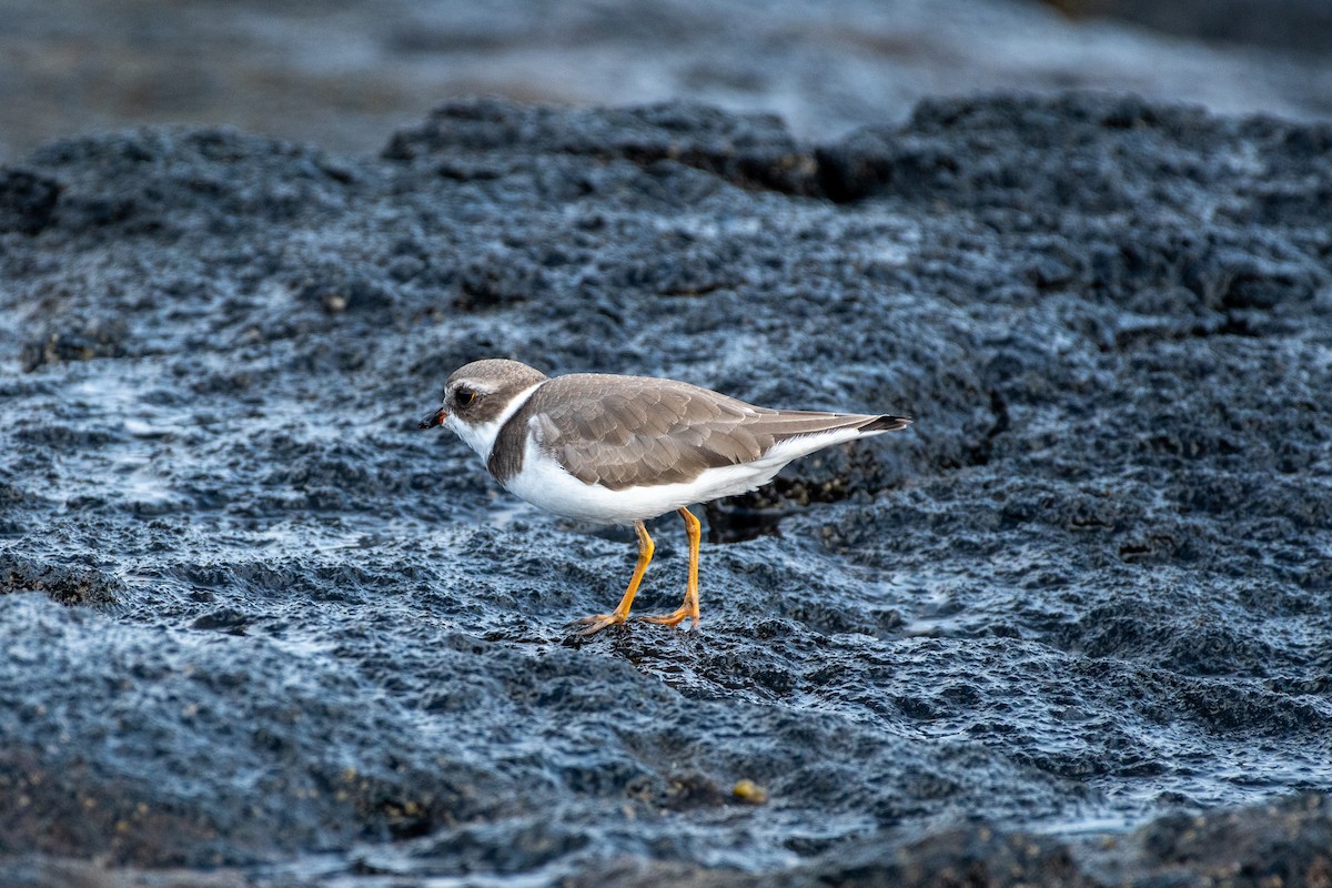 Semipalmated Plover - ML291576351