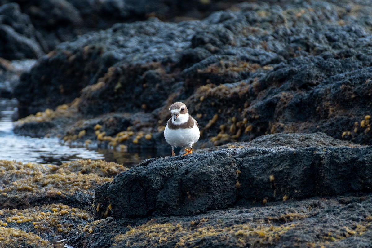 Semipalmated Plover - ML291576481