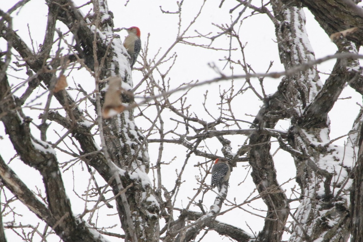 Red-bellied Woodpecker - ML291584781