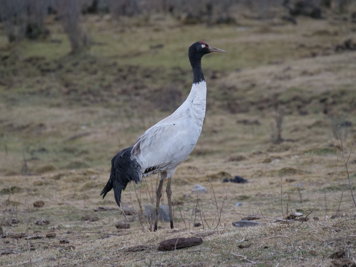 Black-necked Crane - ML291585191