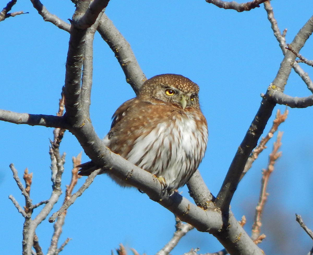Northern Pygmy-Owl - Teale Fristoe