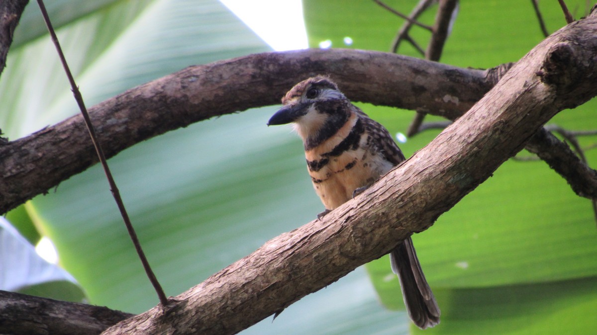 Two-banded Puffbird - ML291622721