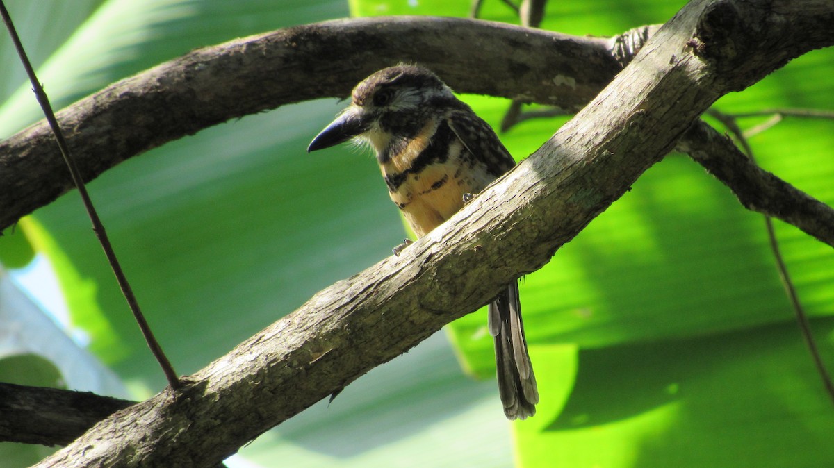 Two-banded Puffbird - ML291622821