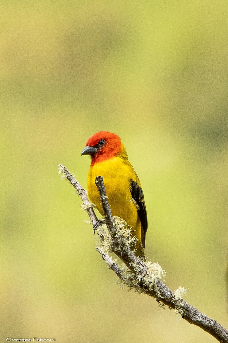 Red-hooded Tanager - Christiana Fattorelli
