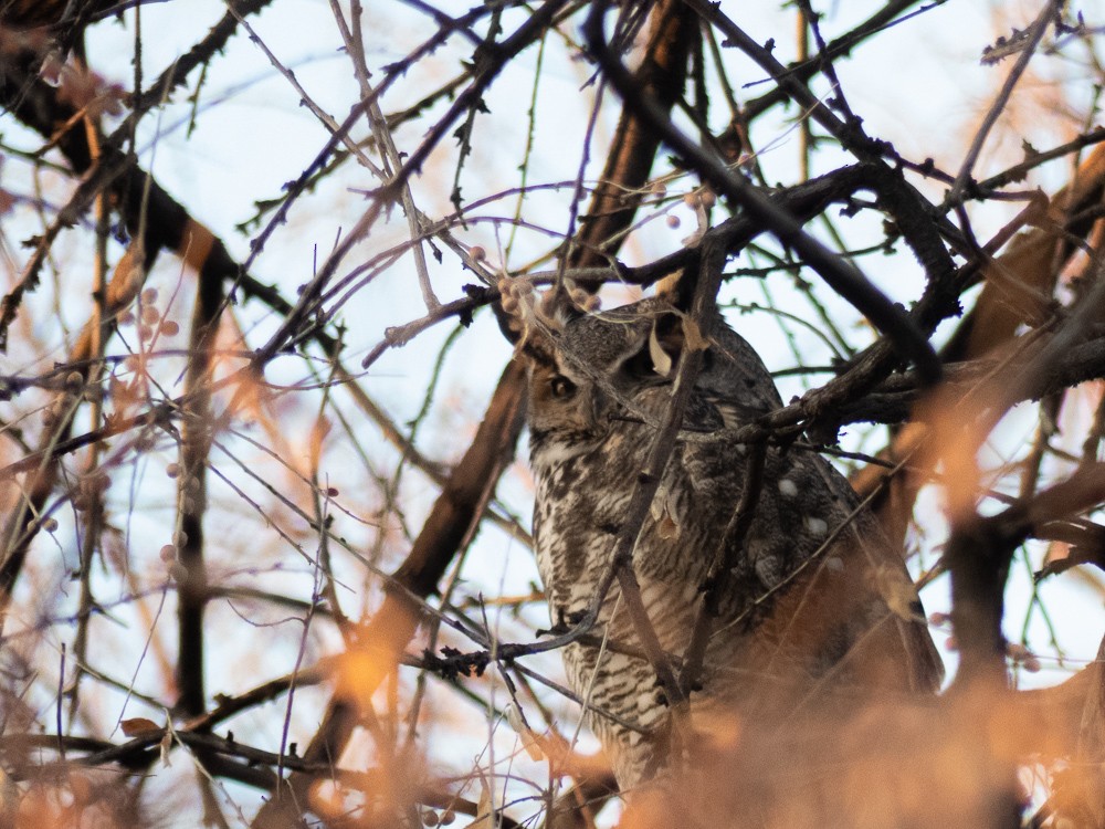 Great Horned Owl - ML291626961