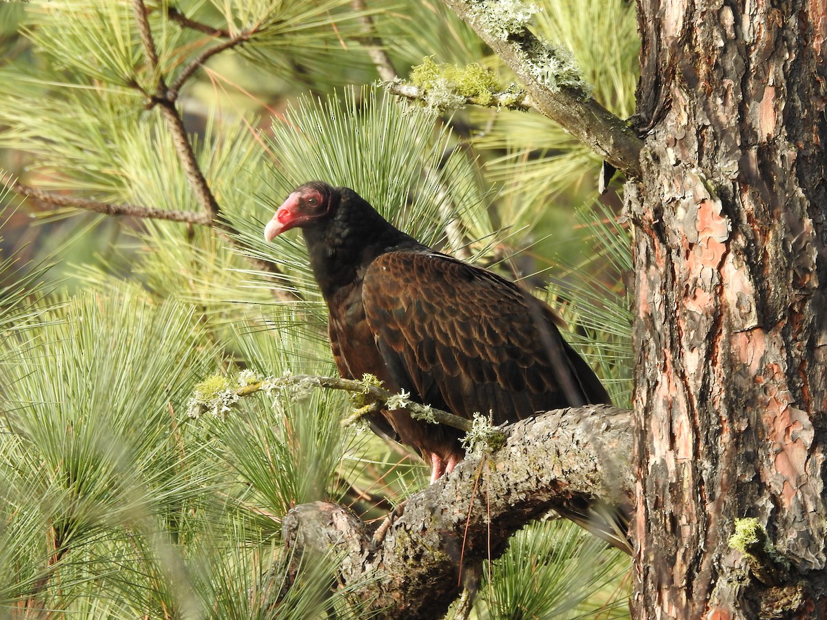 Turkey Vulture - kas dumroese
