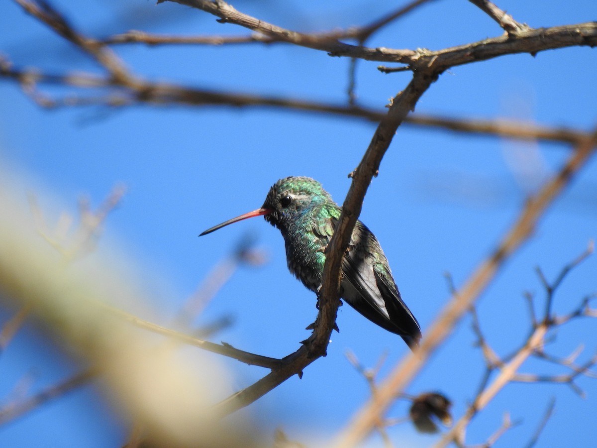 Broad-billed Hummingbird - Daniel Lane
