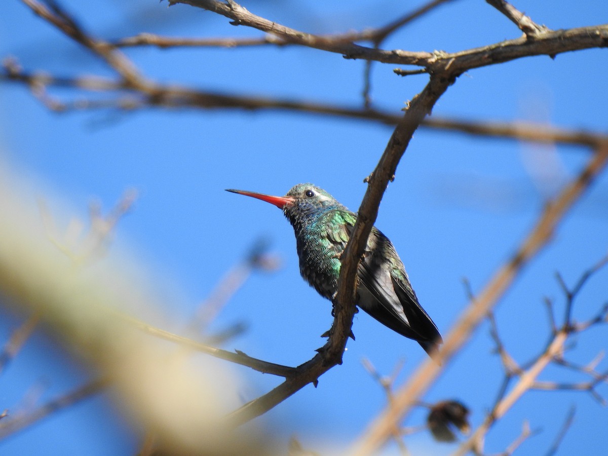 Broad-billed Hummingbird - Daniel Lane