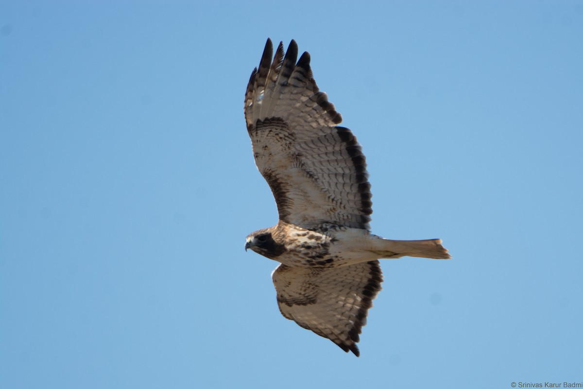 Red-tailed Hawk - ML291642431