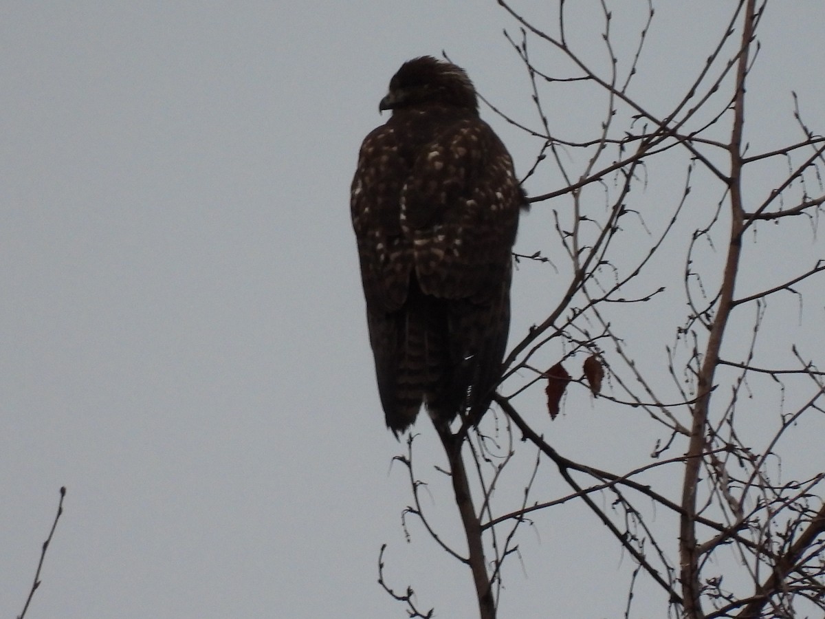 Red-tailed Hawk - ML291647661