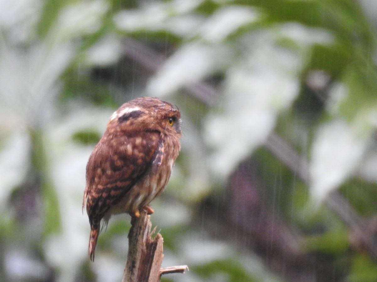 Andean Pygmy-Owl - Jose Fernando Sanchez O.